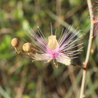 Capparis zeylanica L.